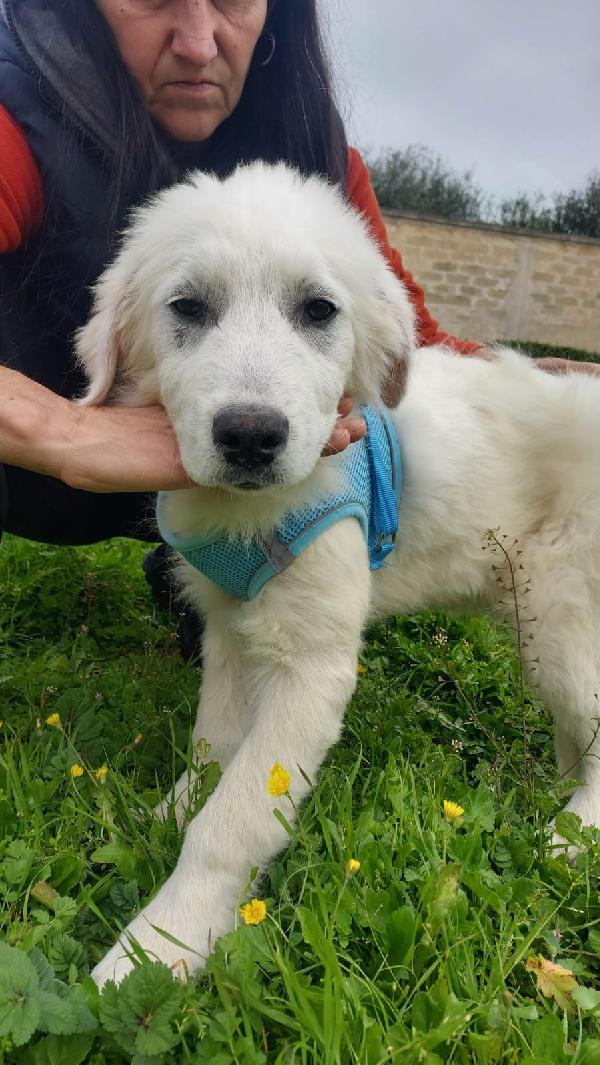 SISMA mix maremmano in adozione Foto 5